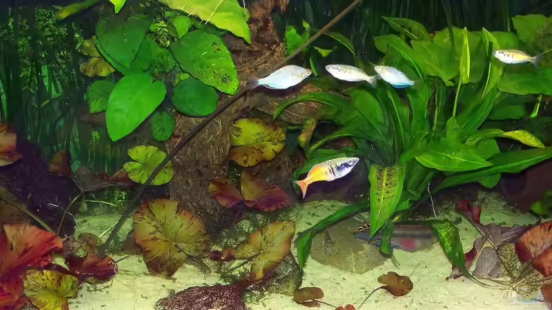 Besatz im Aquarium Becken 18321 von Peter Walenciak (37)