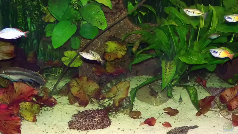 Besatz im Aquarium Becken 18321 von Peter Walenciak (38)