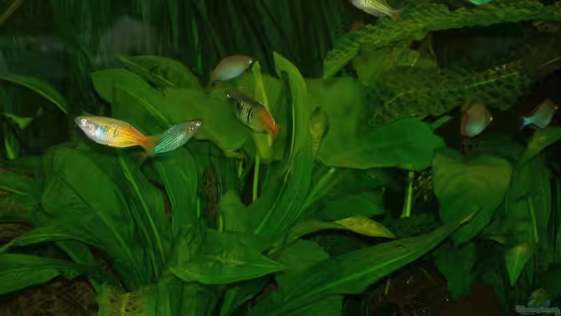 Besatz im Aquarium Becken 18321 von Peter Walenciak (40)