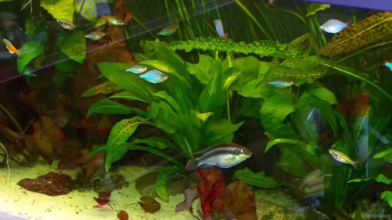 Besatz im Aquarium Becken 18321 von Peter Walenciak (42)