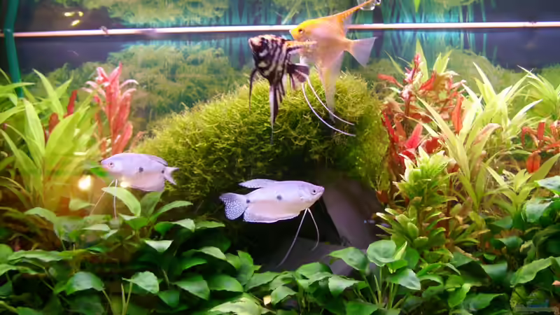 Besatz im Aquarium Becken 18323 von Dominic Regett (11)