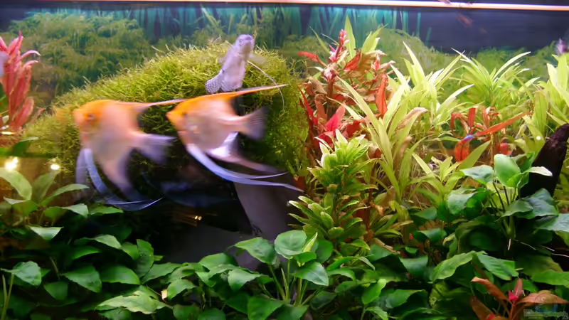 Besatz im Aquarium Becken 18323 von Dominic Regett (12)