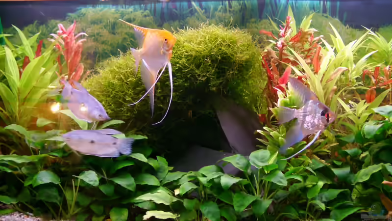 Besatz im Aquarium Becken 18323 von Dominic Regett (13)