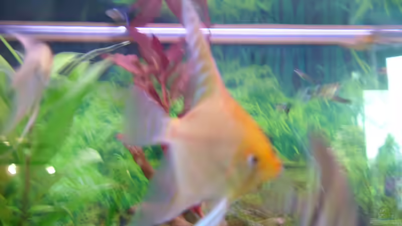 Besatz im Aquarium Becken 18323 von Dominic Regett (14)