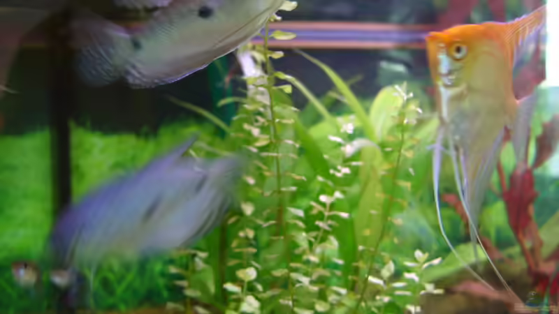 Besatz im Aquarium Becken 18323 von Dominic Regett (15)