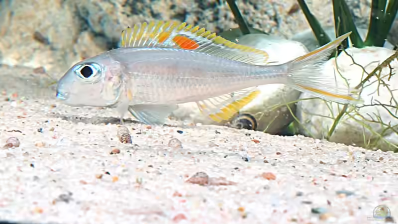 Besatz im Aquarium Becken 18329 von tattooindi (19)