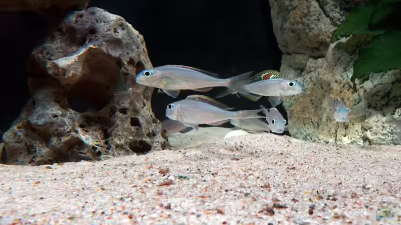 Besatz im Aquarium Becken 18329 von tattooindi (24)