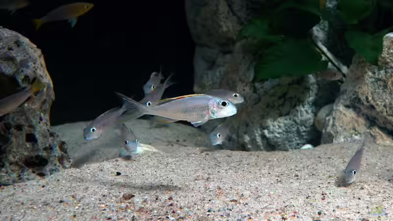 Besatz im Aquarium Becken 18329 von tattooindi (26)