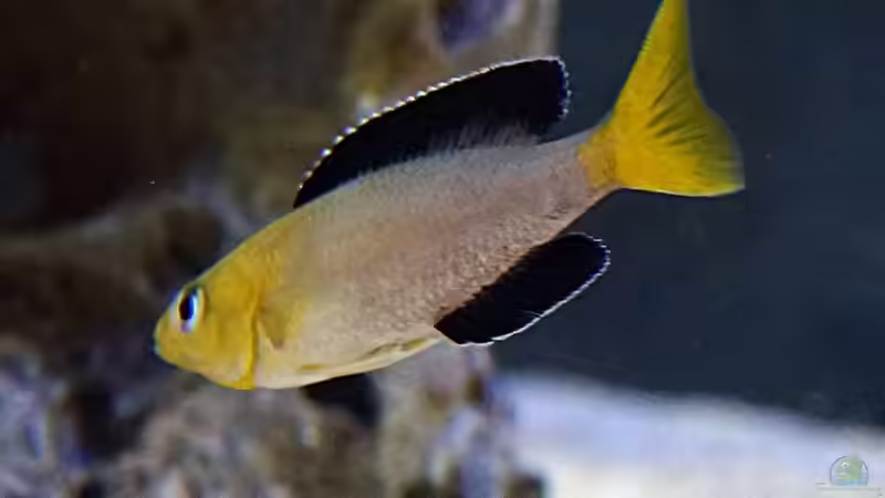 Besatz im Aquarium Becken 18329 von tattooindi (29)