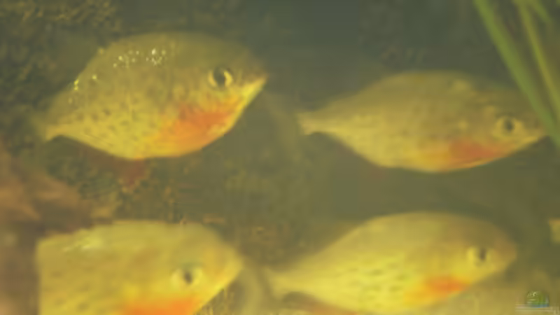 Besatz im Aquarium Becken 18367 von Gar (2)