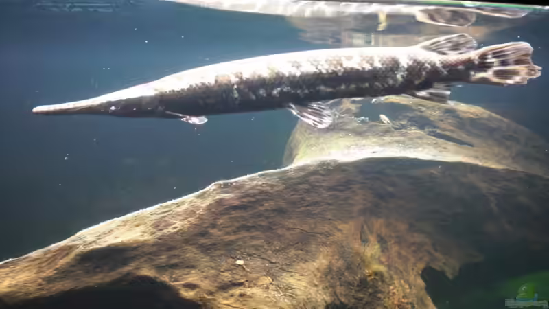 Besatz im Aquarium Becken 18367 von Gar (3)