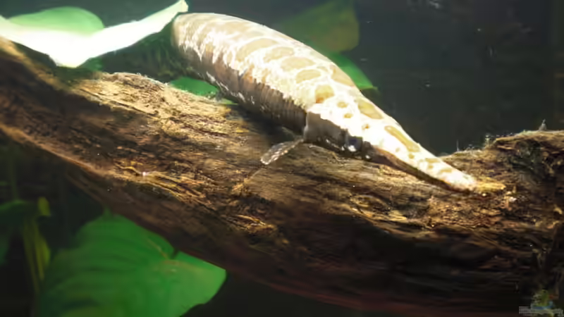 Besatz im Aquarium Becken 18367 von Gar (4)