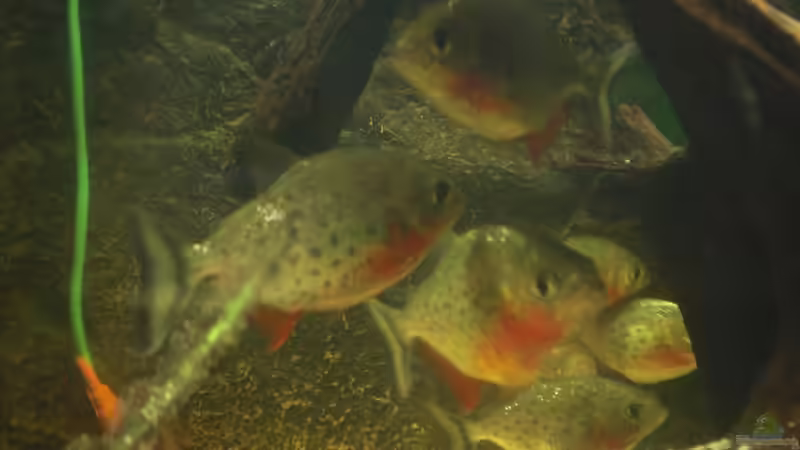 Besatz im Aquarium Becken 18367 von Gar (5)