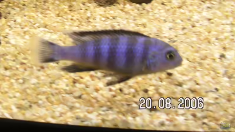 Besatz im Aquarium Becken 1837 von Sebastian Zunhammer (5)