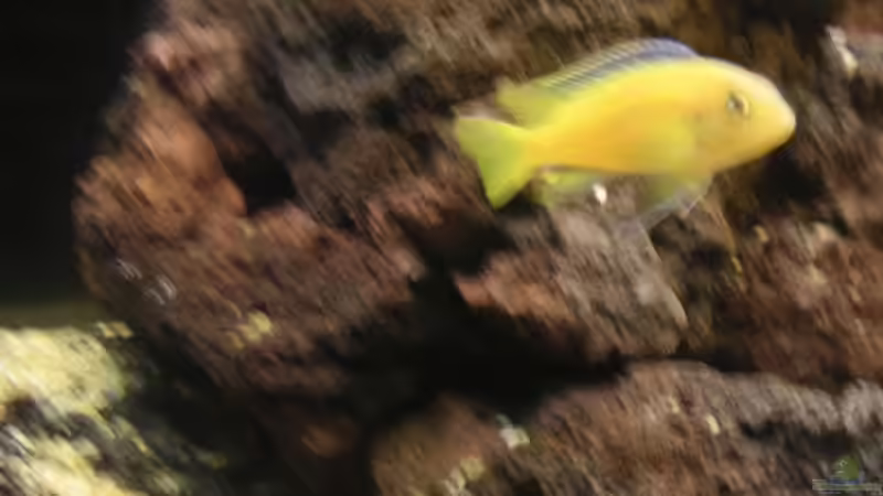 Besatz im Aquarium Becken 1837 von Sebastian Zunhammer (6)