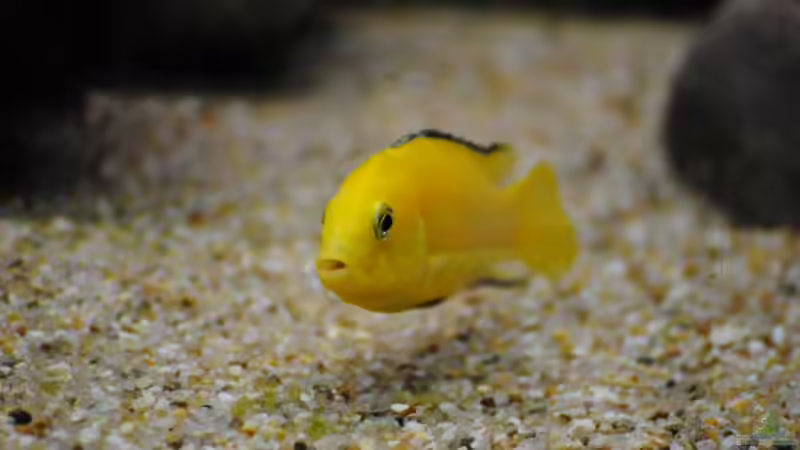 Besatz im Aquarium Becken 18370 von Robert Hornung (10)