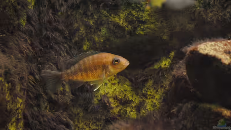 Besatz im Aquarium Becken 18370 von Robert Hornung (11)