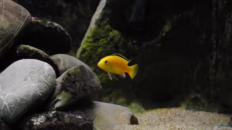 Besatz im Aquarium Becken 18370 von Robert Hornung (12)