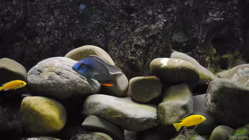 Besatz im Aquarium Becken 18370 von Robert Hornung (13)