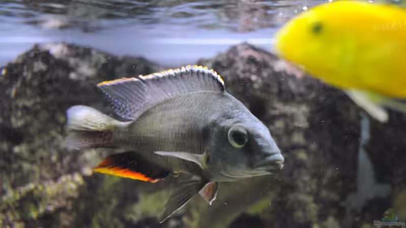 Besatz im Aquarium Becken 18370 von Robert Hornung (6)