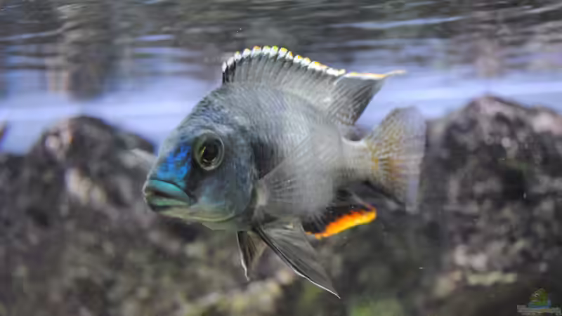 Besatz im Aquarium Becken 18370 von Robert Hornung (7)