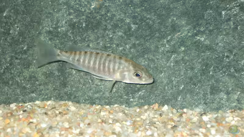 Besatz im Aquarium Becken 18425 von Crenii (38)