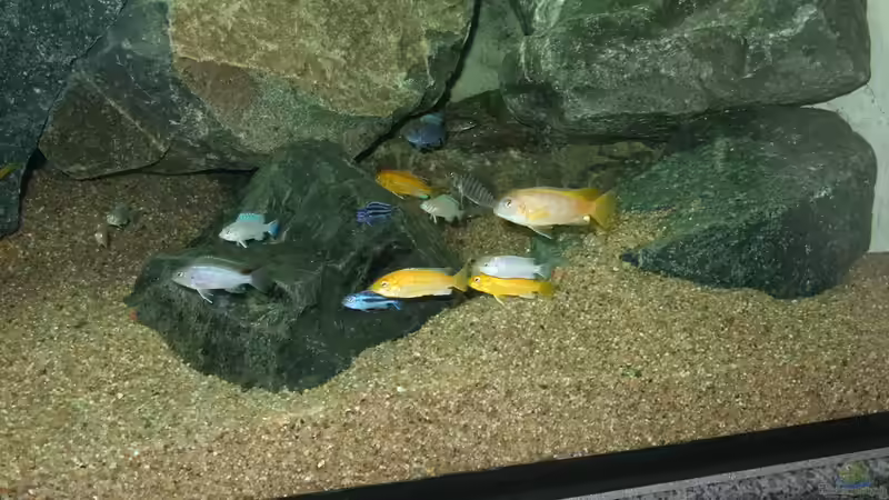 Besatz im Aquarium Becken 18425 von Crenii (42)