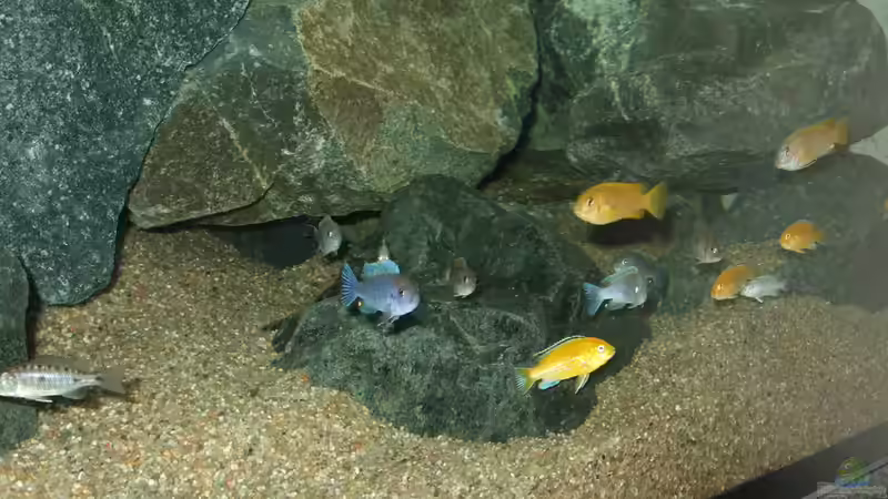 Besatz im Aquarium Becken 18425 von Crenii (45)