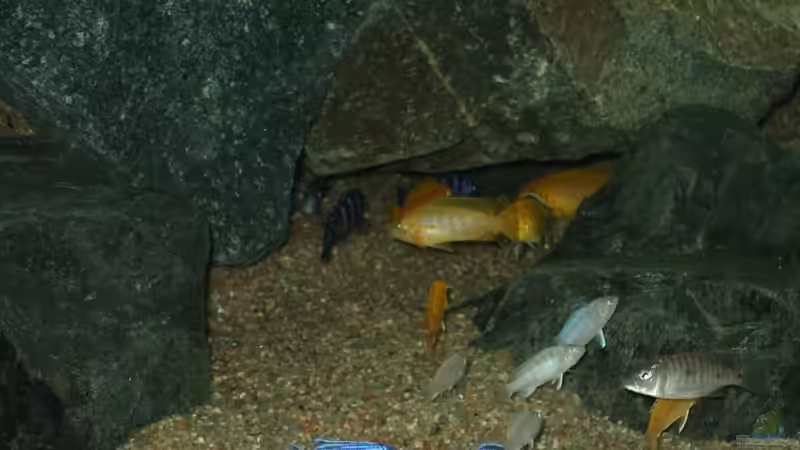 Besatz im Aquarium Becken 18425 von Crenii (46)