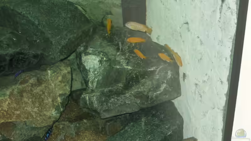 Besatz im Aquarium Becken 18425 von Crenii (47)