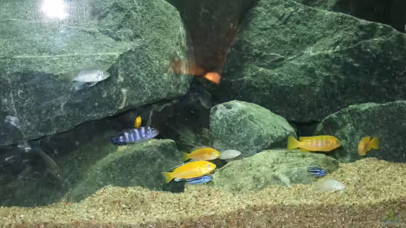 Besatz im Aquarium Becken 18425 von Crenii (48)