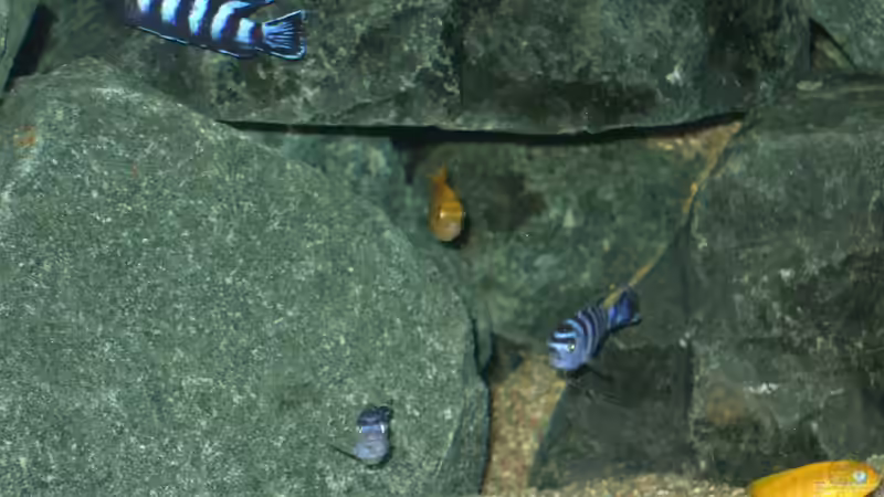 Besatz im Aquarium Becken 18425 von Crenii (51)