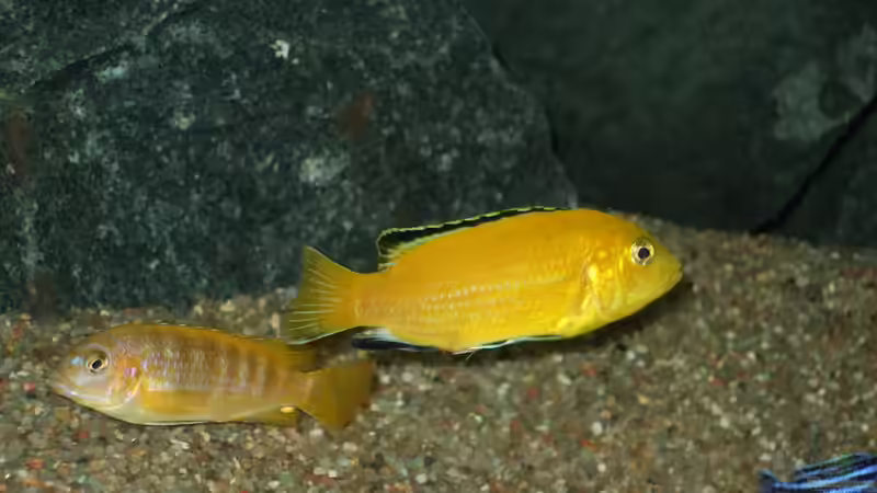 Besatz im Aquarium Becken 18425 von Crenii (52)