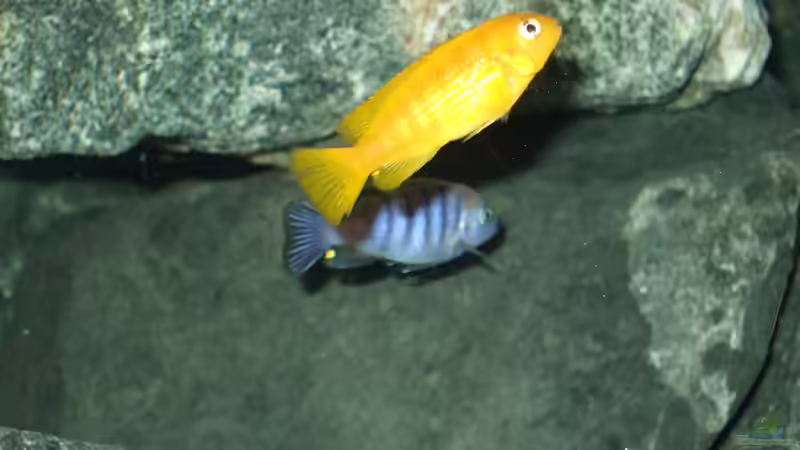 Besatz im Aquarium Becken 18425 von Crenii (54)