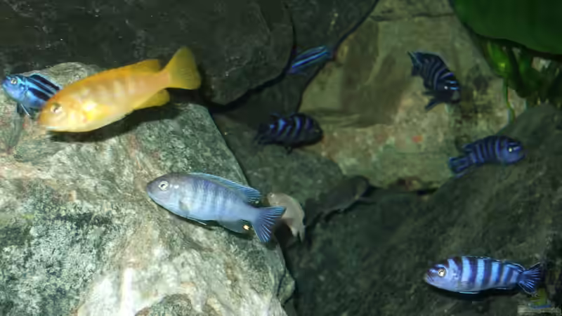 Besatz im Aquarium Becken 18425 von Crenii (55)
