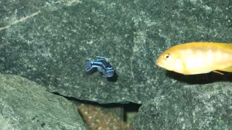 Besatz im Aquarium Becken 18425 von Crenii (57)