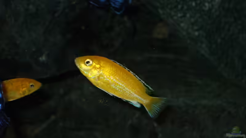 Besatz im Aquarium Becken 18425 von Crenii (61)