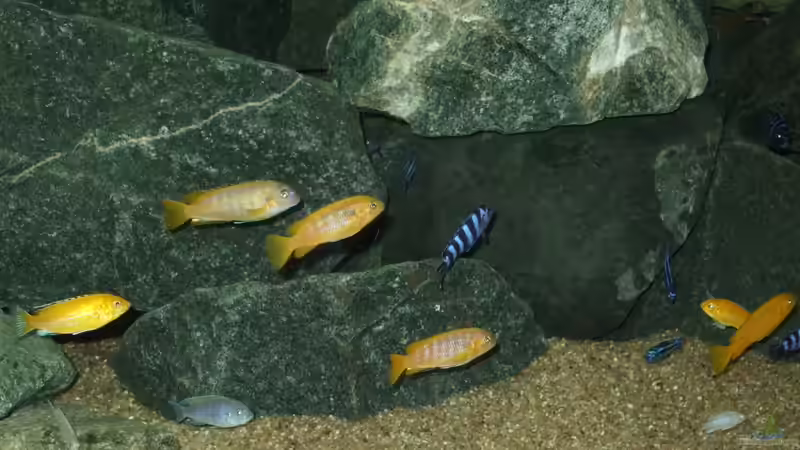 Besatz im Aquarium Becken 18425 von Crenii (64)