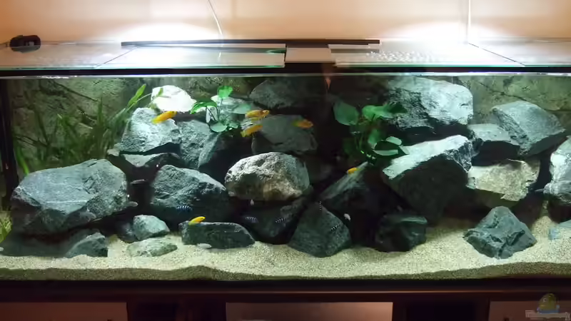 Besatz im Aquarium Becken 18425 von Crenii (65)