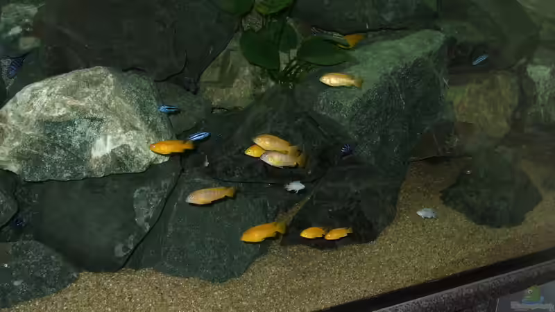 Besatz im Aquarium Becken 18425 von Crenii (66)