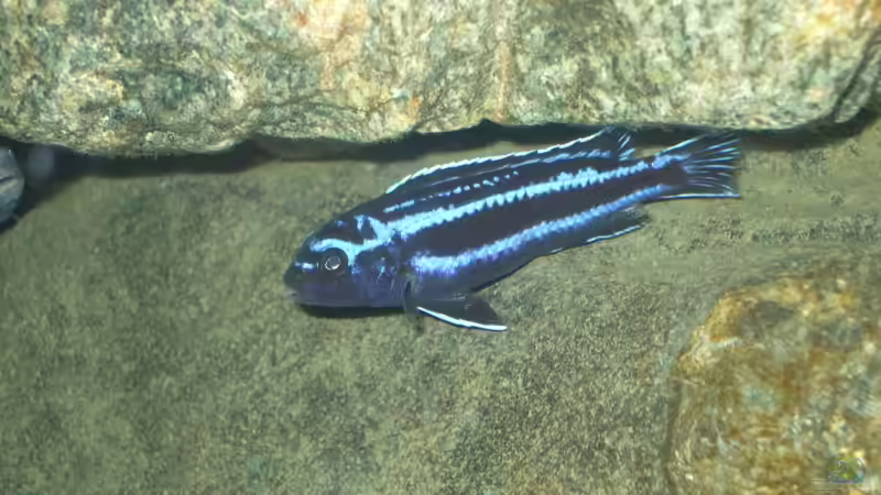 Besatz im Aquarium Becken 18425 von Crenii (69)