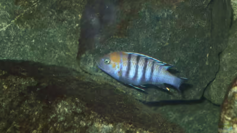 Besatz im Aquarium Becken 18425 von Crenii (70)