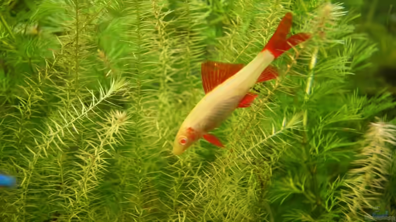 Besatz im Aquarium Becken 18439 von Isabell Kölling (10)