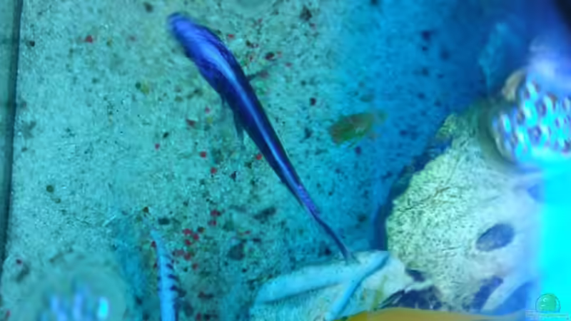 Besatz im Aquarium Becken 18467 von Deathy (5)