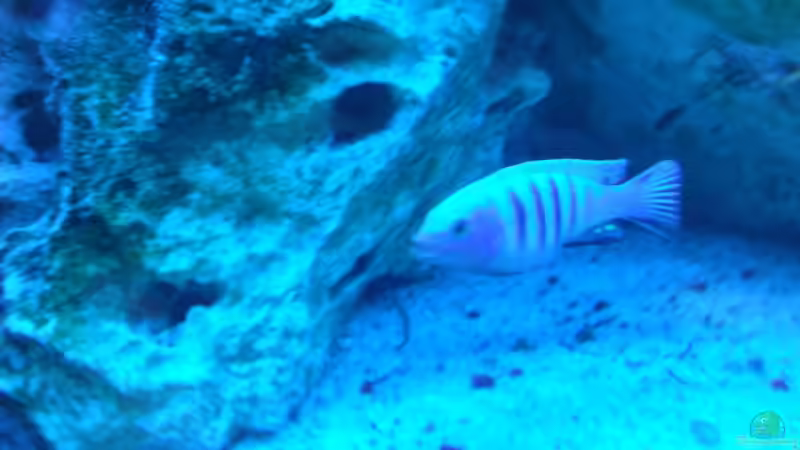 Besatz im Aquarium Becken 18467 von Deathy (6)