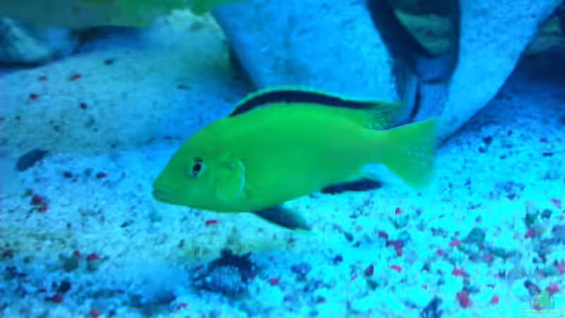 Besatz im Aquarium Becken 18467 von Deathy (7)