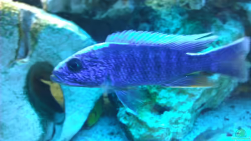 Besatz im Aquarium Becken 18467 von Deathy (8)