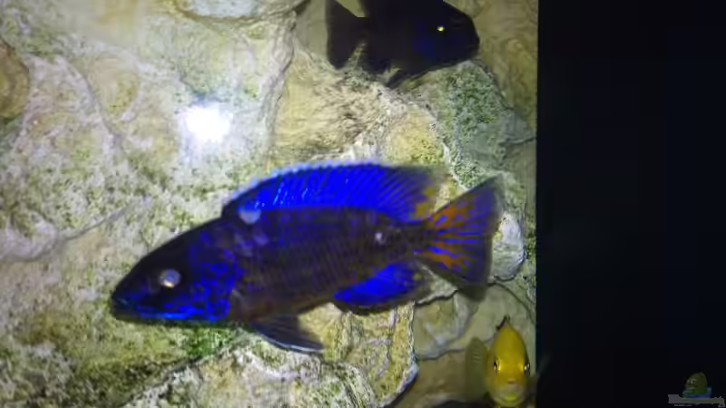 Besatz im Aquarium Becken 18484 von Marius Kemper (4)