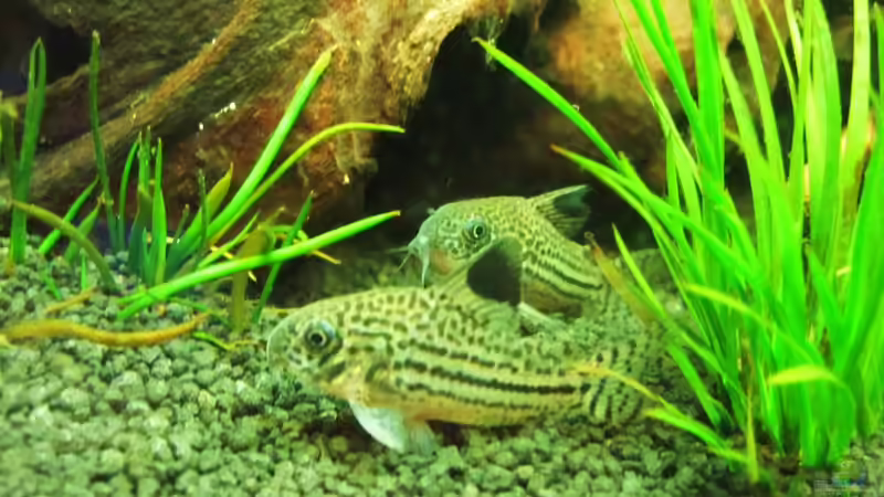 Besatz im Aquarium Becken 18610 von Itsokay Matthäus (14)