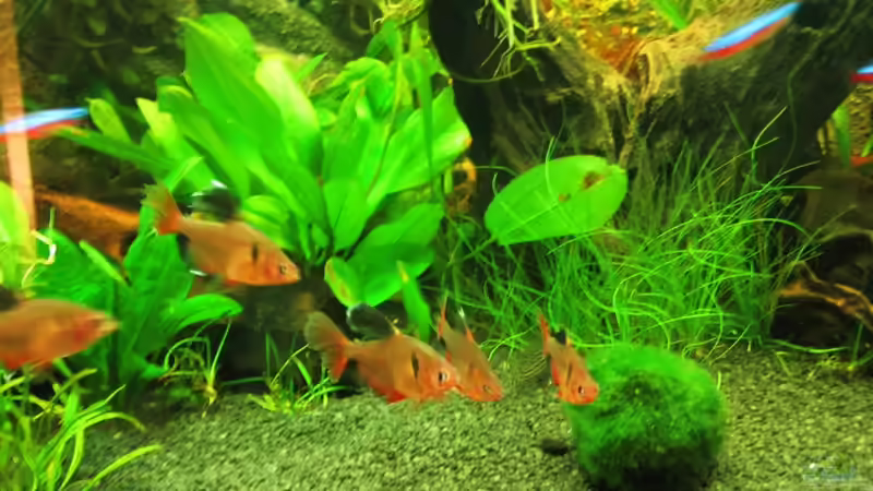 Besatz im Aquarium Becken 18610 von Itsokay Matthäus (16)